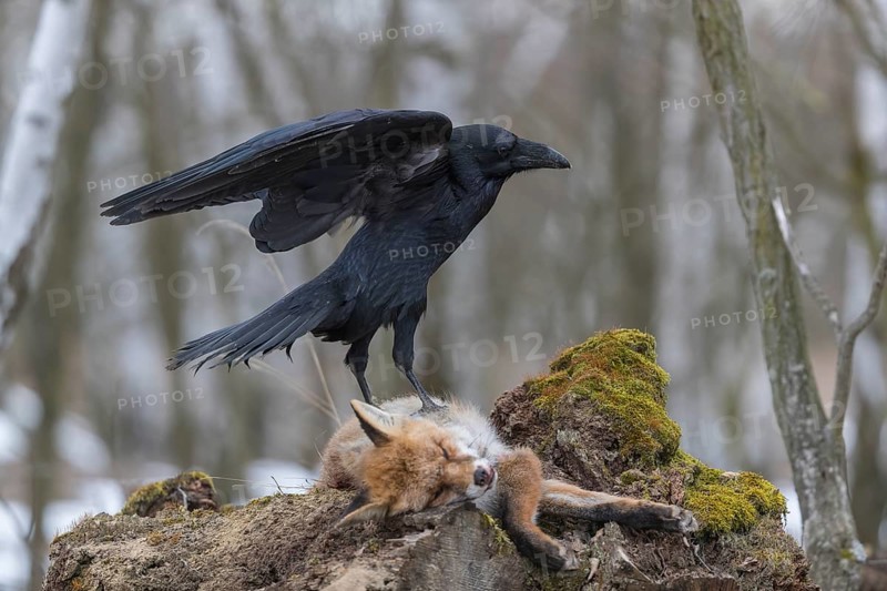 One common raven (Corvus corax), feeding on the carcass of a red fox lying on stones in a forest of birch trees