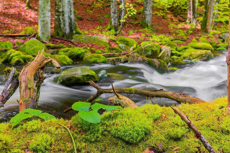 Kleine Ohe creek below Waldhaeuser village in the Bavarian Forest Nationalpark. Flowing water, little cascades, mossy stones and fresh green vegetation