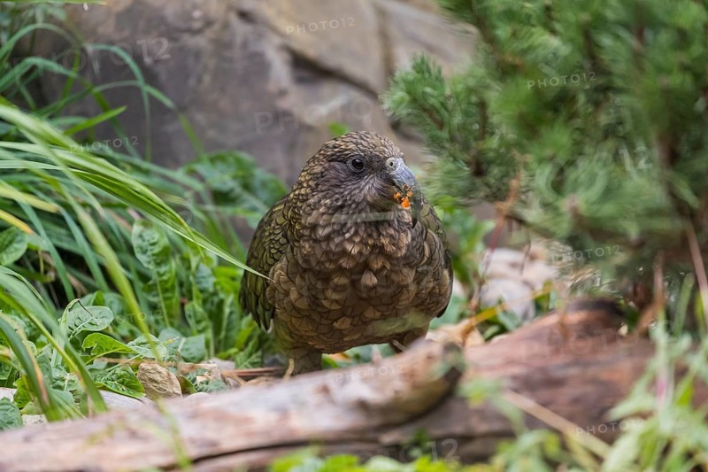 One Kea, Nestor notabilis, standing in green vegetation, feeding on something.New Zealand
