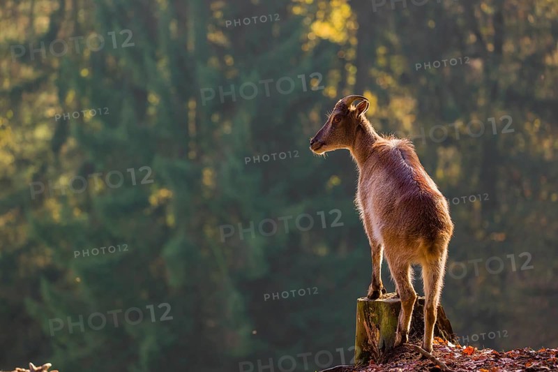 A female Himalayan tahr (Hemitragus jemlahicus) stands backlit on a tree stump at a forest edge. In the background is a dense forest