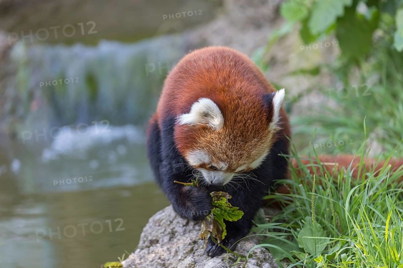 One red panda, Ailurus fulgens, sitting riverside on a rock, framed by green leafs. Some bamboo around and a small cascade and rocks in the background