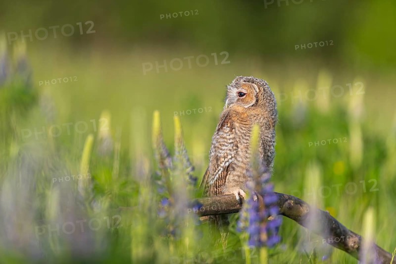 One young Ural owl (Strix uralensis) sitting on a branch lying in a field of flowering lupines in late evening light