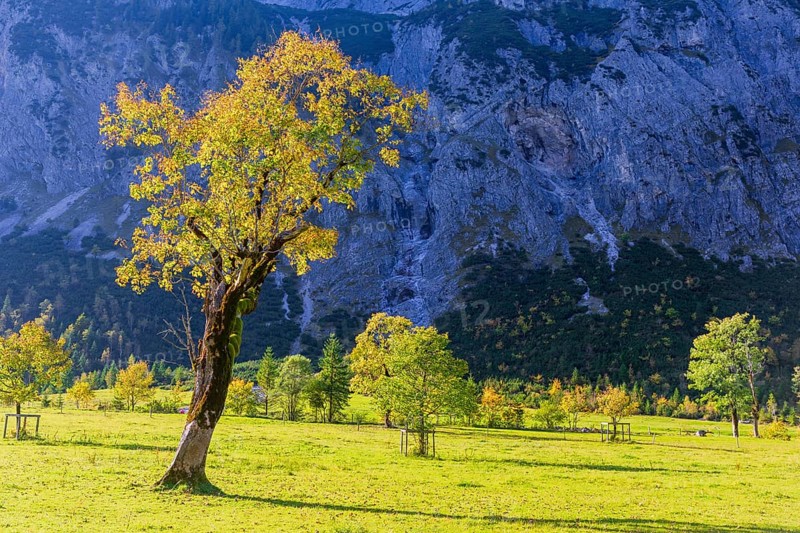 Nature conservancy area Grosser Ahornboden. Sycamore maple trees, Acer pseudoplatanus, in autumn. Karwendel mountains, Austria, Europe