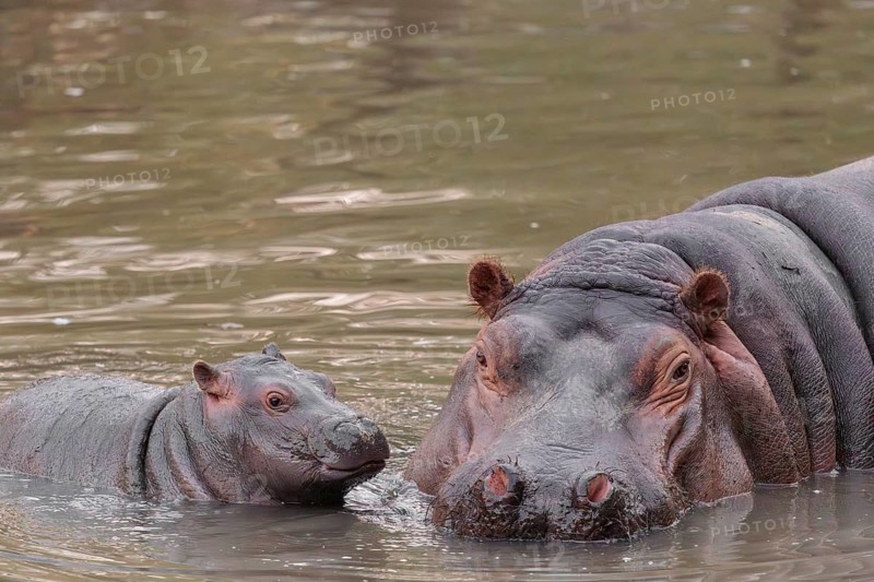 A baby hippopotamus (Hippopotamus amphibius) and its mother swimming in a river
