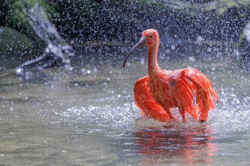 A scarlet ibis (Eudocimus ruber) stands bathing in the shallow water of a riverbank. Water splashes in the beautiful backlight