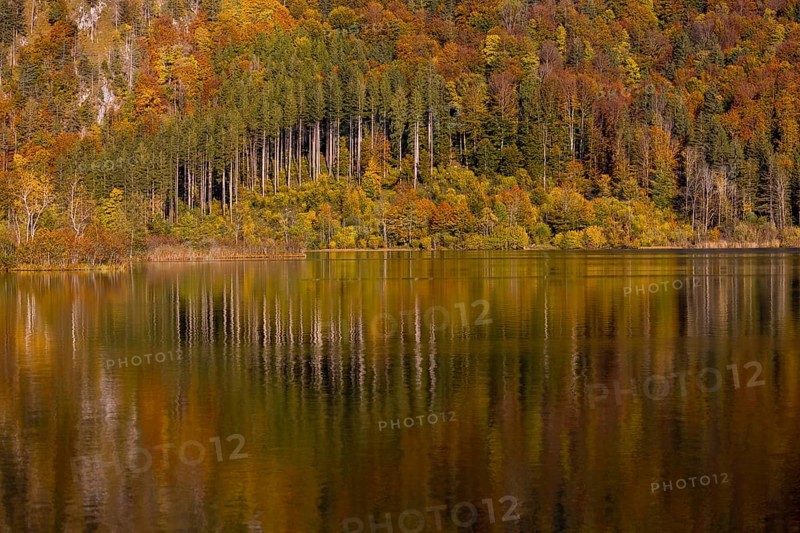 Lake Almsee in autumn with a forest reflected in the lake