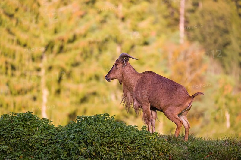 One Barbary sheep (Ammotragus lervia) stands on green hilly ground. A forest is in the background