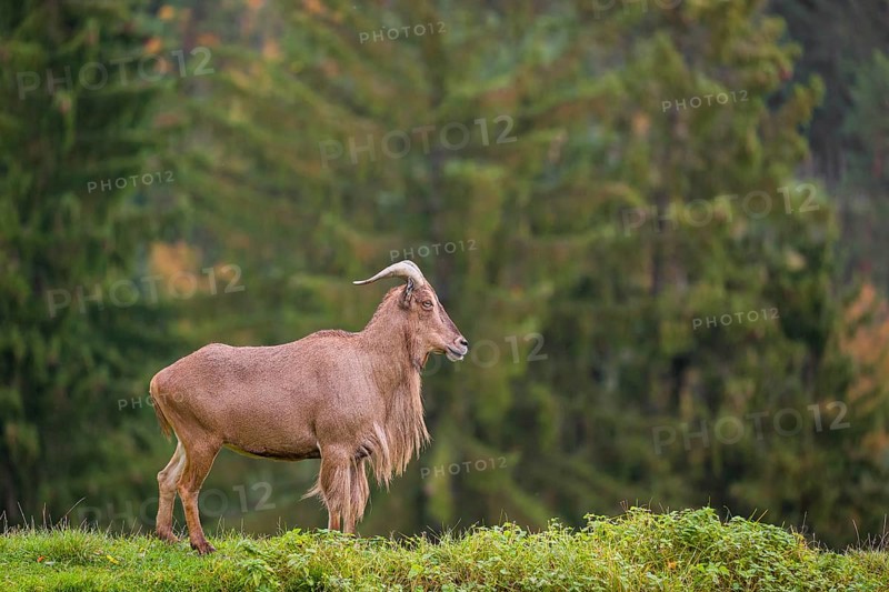 One Barbary sheep (Ammotragus lervia) stands on green hilly ground. A forest is in the background