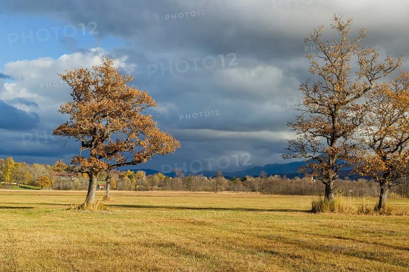 Murnau Moss, Murnauer Moos, a wetland close to Murnau, Bavaria, Germany, Europe
