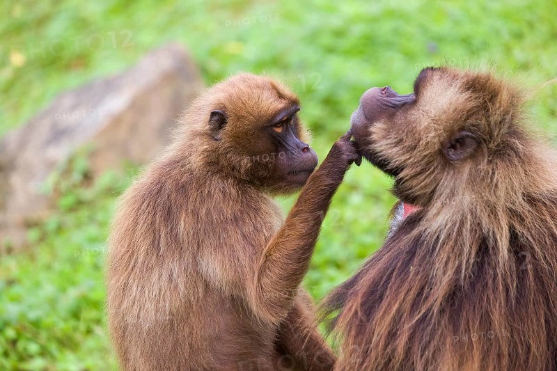 One female Gelada (Theropithecus gelada), or bleeding-heart monkey sitting on a log grooming an adult male Gelada