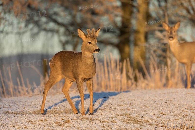 Roe deer on hoar frosted meadow at minus 15 °C at sunrise. Trees and dead stinging nettle in background