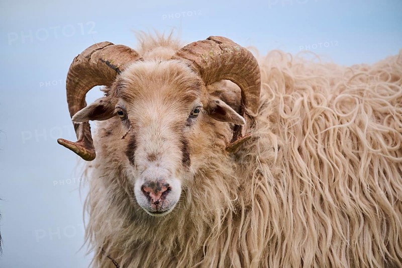 Domestic sheep (Ovis aries) 'Heidschnucke moorland sheep', portrait, Heligoland, Germany, Europe