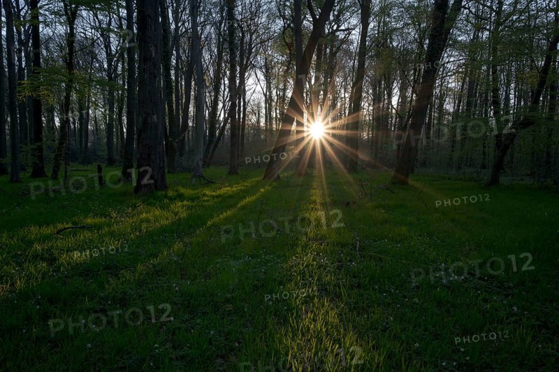 Beech forest in spring, with sun star, morning, Bottrop, Ruhr area, North Rhine-Westphalia, Germany, Europe