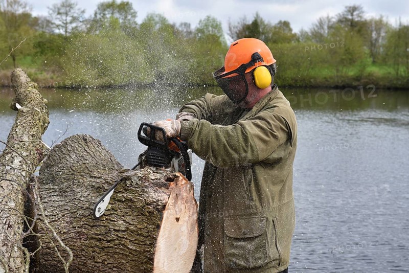 Felling trees with a chainsaw, Schleswig-Holstein, Germany, Europe