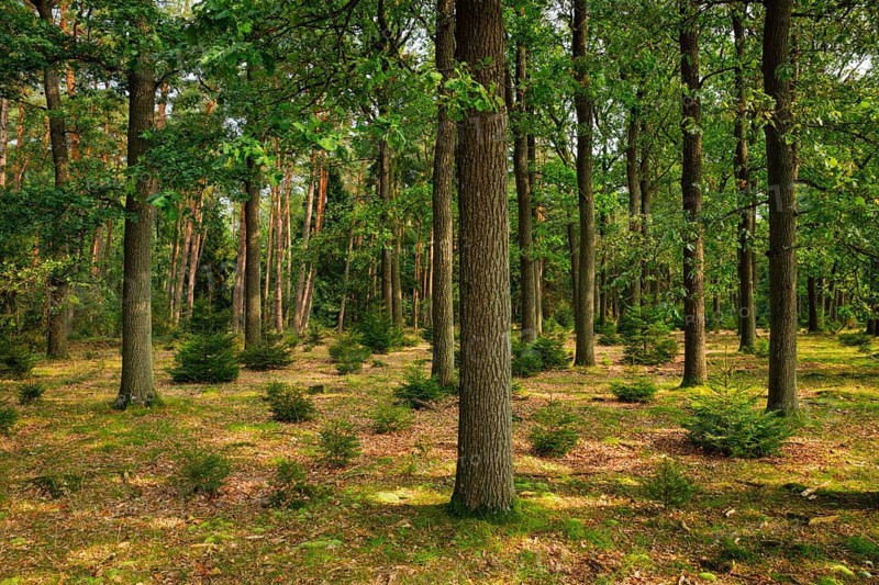 Oak and pine forest in the Lüneburg Heath, Lower Saxony, Germany, Europe
