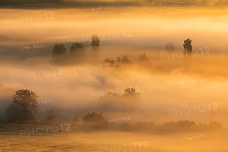 Morning fog at sunrise shines in the first light, trees rise out of the fog, Unstruttal, Freyburg (Unstrut), Saxony-Anhalt, Germany, Europe