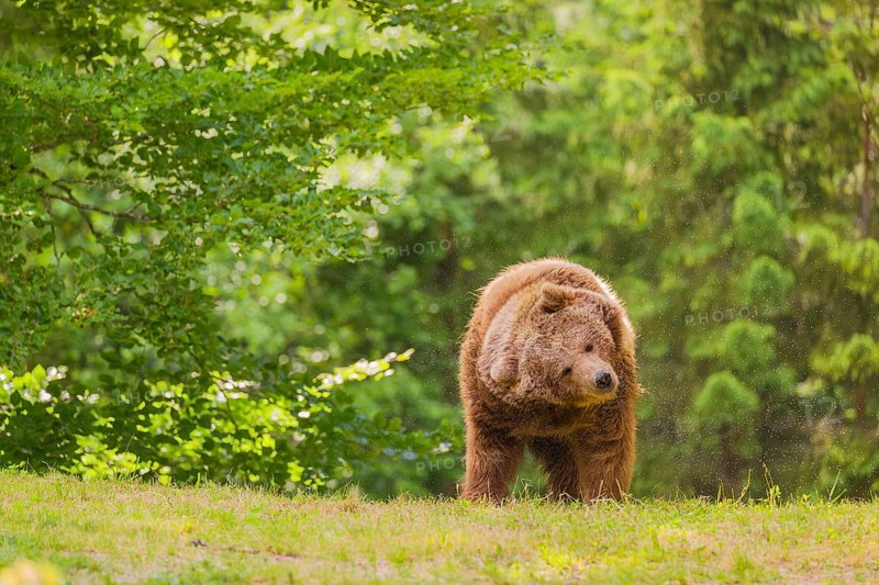 An adult female Eurasian brown bear (Ursus arctos arctos) stands on a green meadow and shakes the water out of its fur after the rain