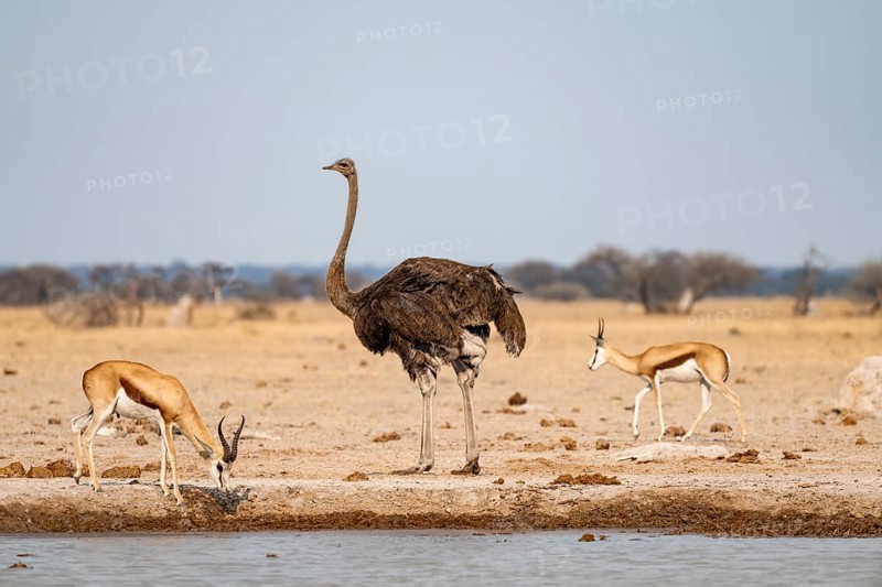 Common ostrich (Struthio camelus), adult female, at the waterhole, Nxai Pan National Park, Botswana, Africa