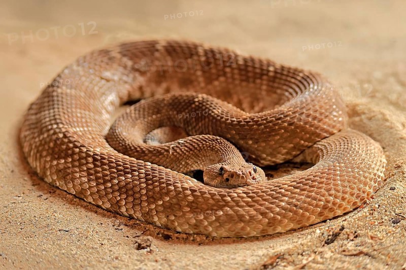 Red diamond rattlesnake (Crotalus ruber), adult, on ground, warming up, sunbathing, alert, California, North America, USA, North America