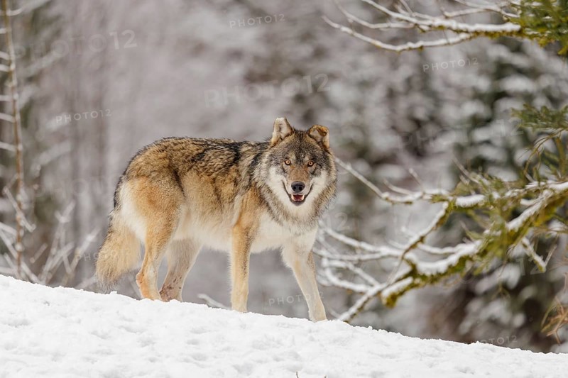 An adult male grey wolf (Canis lupus lupus) stands on a sloping, snow-covered meadow on a cold, cloudy day. A forest can be seen in the background