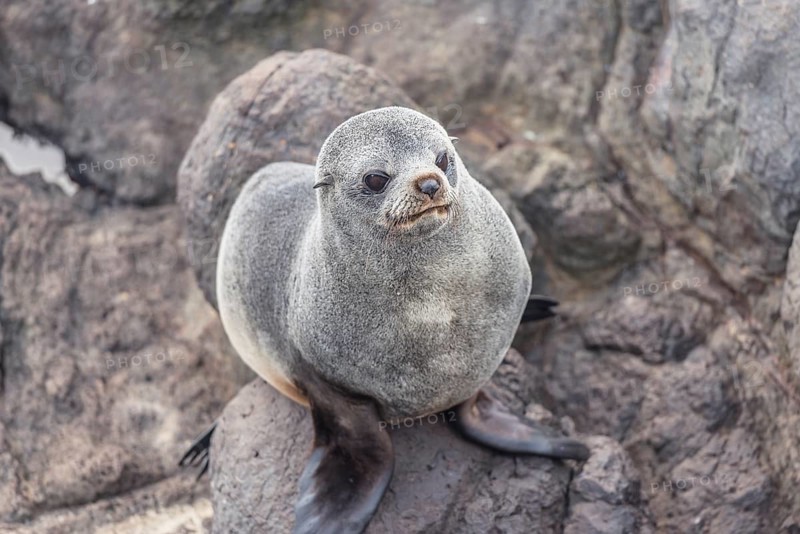 New Zealand Fur Seal (Arctocephalus forsteri), Otago Peninsula, South Island, Otago, New Zealand, Oceania