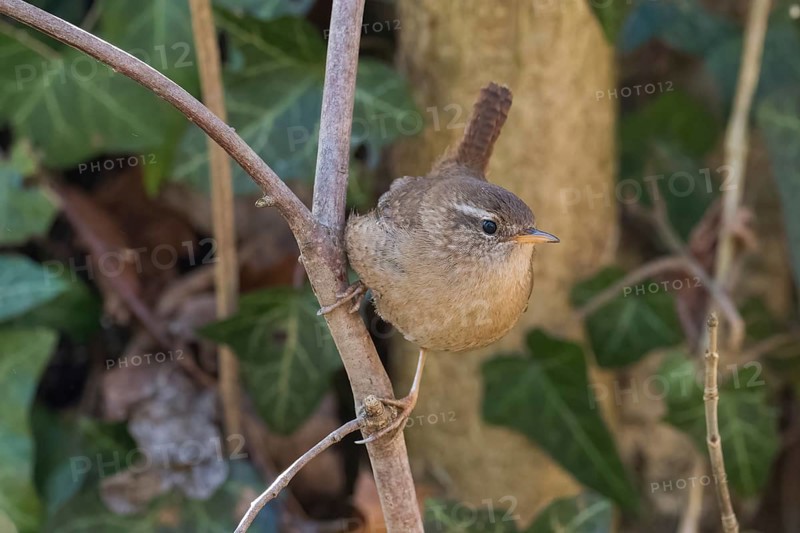 A wren (Troglodytes troglodytes) sits gracefully on a branch against a natural background, Hesse, Germany, Europe