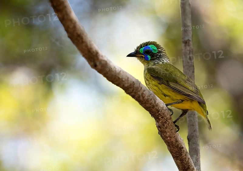 Yellow-bellied jala (Philipitta schlegelii) in the dry forests of Tsingy de Bemaraha National Park