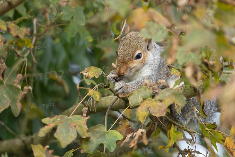Grey squirrel (Sciurus carolinensis) adult animal feeding on seeds in a Field maple tree in the autumn, England, United Kingdom, Europe
