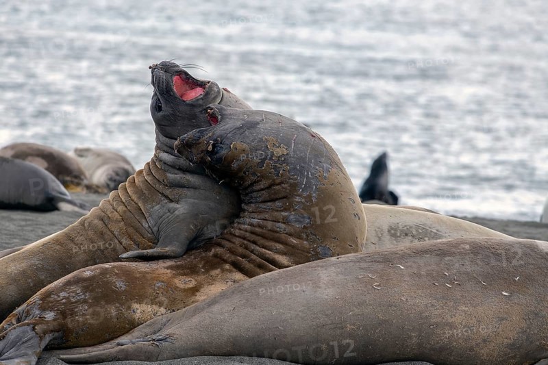 Elephant seals fighting in St Andrews Bay South Georgia Antarctica