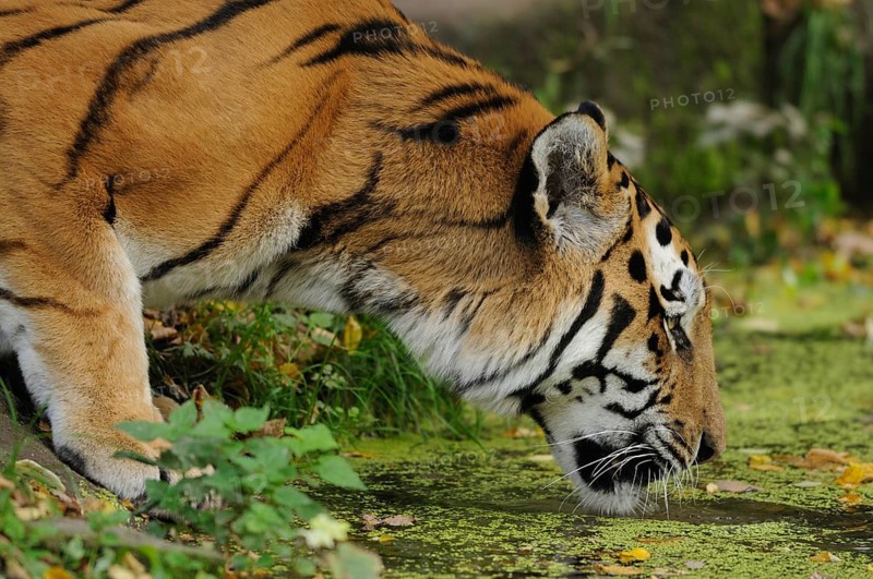 A tiger drinking in concentration from a water body covered with plants, Siberian tiger (Panthera tigris altaica), captive, occurring in Russia, North Korea and China