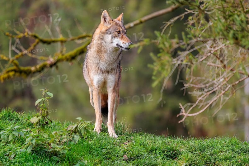 A female eurasian grey wolf (Canis lupus lupus) stands on green meadow on top of a hill