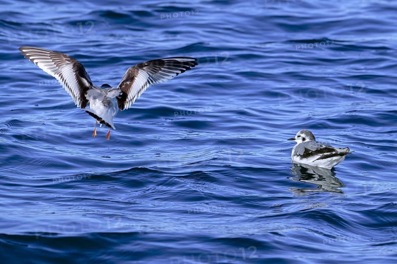 Two little gulls (Hydrocoloeus minutus, Larus minutus) in first-winter plumage swimming and flying along the North Sea coast in January
