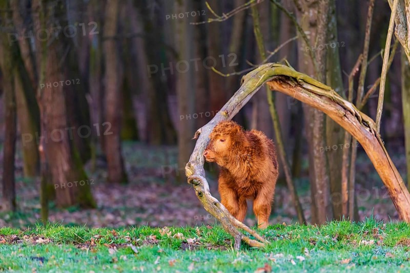 One Highland calf (Bos (primigenius) taurus) stands at a forest edge