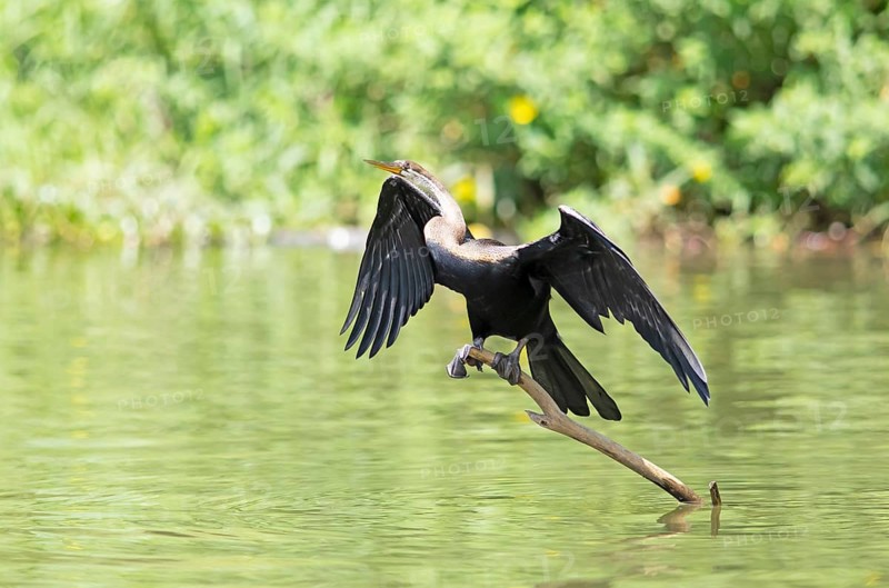 Oriental Darter or Indian Darter (Anhinga melanogaster) on a trunk with outstretched wings at the Mahaweli River, Kandy, Central Province, Sri Lanka, Asia