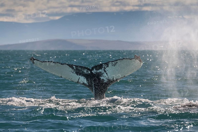 Whale fluke rising from the water against a mountain backdrop, surrounded by light reflections and splashing water, diving humpback whale (Megaptera novaeangliae), Eyjafjörður or Eyjafjördur, Iceland, Europe