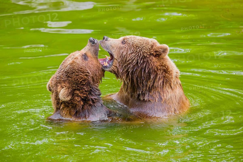 A big Eurasian brown bear (Ursus arctos arctos) sow fighting with a small young male in a pond