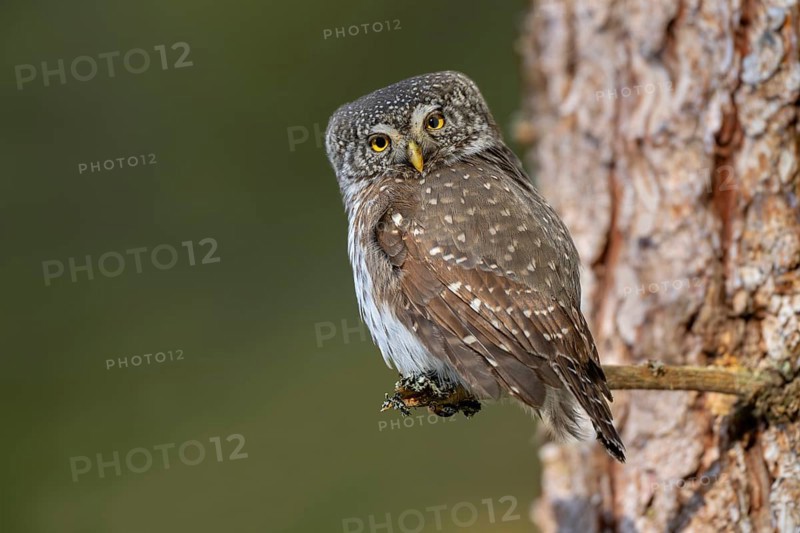 Pygmy Owl (Glaucicium passerinum), sitting on the branch of a tree, Pirchner Ast, Schwaz, Tyrol, Austria, Europe
