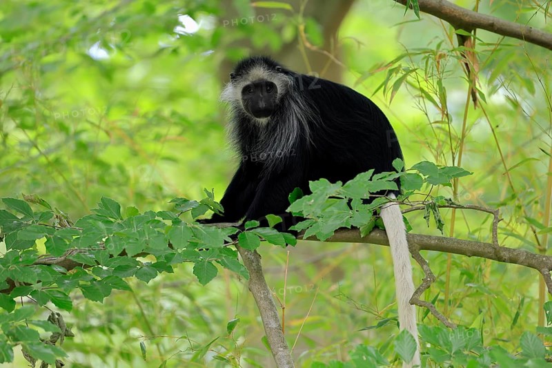 White-bearded snub-nosed monkey (Colobus polykomos), adult, sitting, on tree, foraging, alert