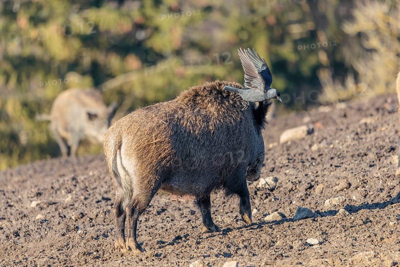 A jackdaw (Coloeus monedula) sits on the back of a wild boar (Sus scrofa)