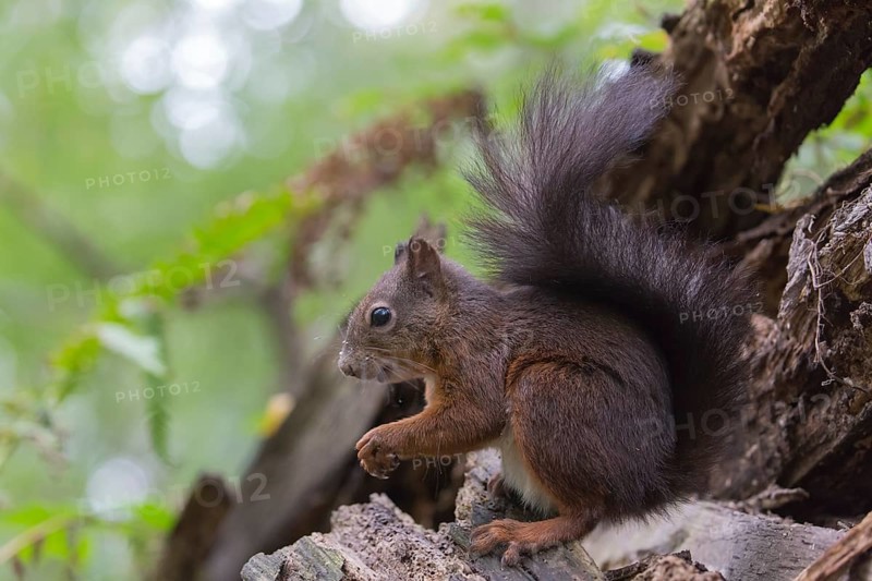 One Red squirrel or Eurasian red squirrel (Sciurus vulgaris) feeding on peanut. Trees in the background. Portrait sideview