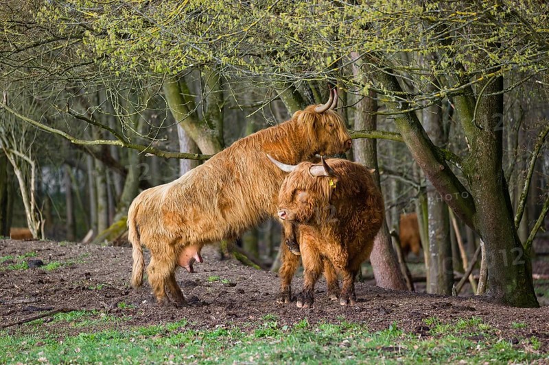 A Highland Cow (Bos (primigenius) in heat mounts a bull