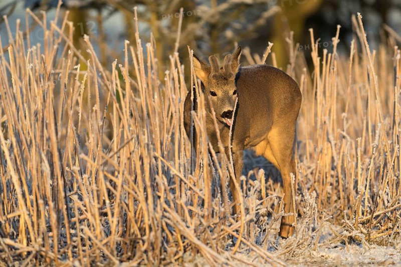 Roe deer standing in hoar frosted dead stinging nettle at minus 15 °C at sunrise. Licking off the hoar frost. Trees and dead stinging nettle in background