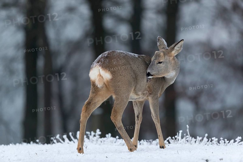 Roe deer standing in hoar frosted dead stinging nettle at minus 15 °C. Trees in background