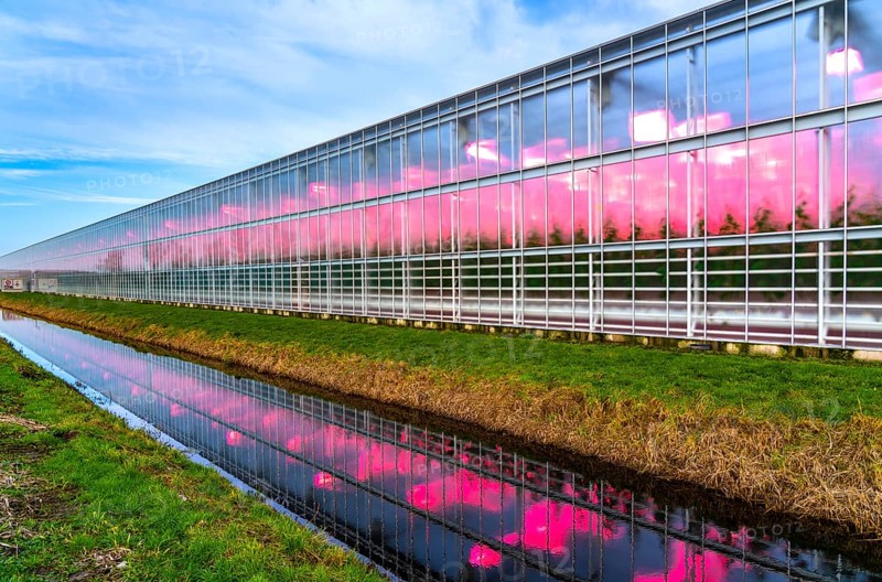 Large greenhouses for cucumbers and strawberries, over 10 hectares, the plants are artificially illuminated in pink, which promotes growth in winter, in Maasbree, west of Venlo, Netherlands