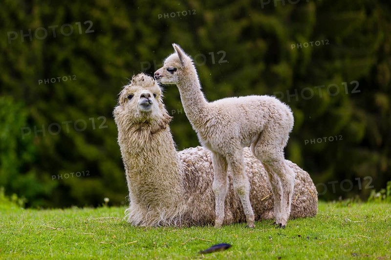One white female Alpaca (Vicugna pacos) lies a on a fresh green meadow, one young stands next to her. A green forest in the distant background