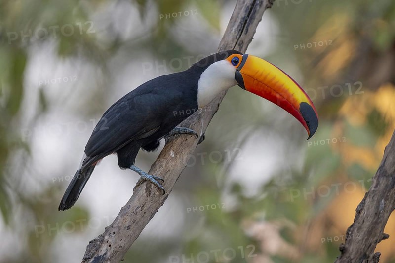 Giant toucan (Ramphastos toco), on branch, Pantanal, Brazil, South America