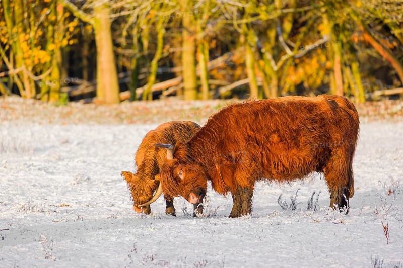 A highland cow (Bos primigenius taurus) and her calf stand at the edge of a forest on a snow-covered pasture