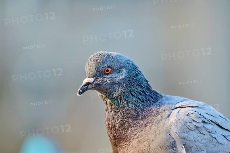 Feral pigeon (Columba livia domestica), portrait, Venice, Italy, Europe