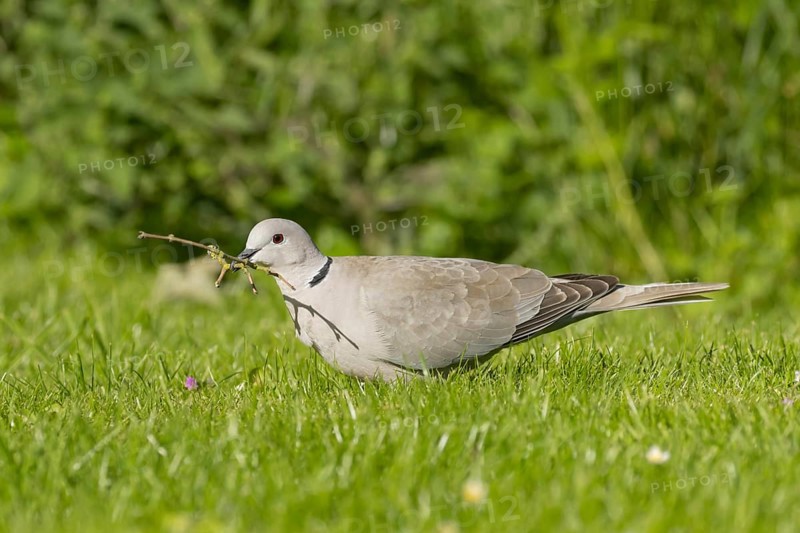 Collared dove (Streptopelia decaocto) adult bird collecting a stick for nesting material from a garden grass lawn, Suffolk, England, United Kingdom, Europe