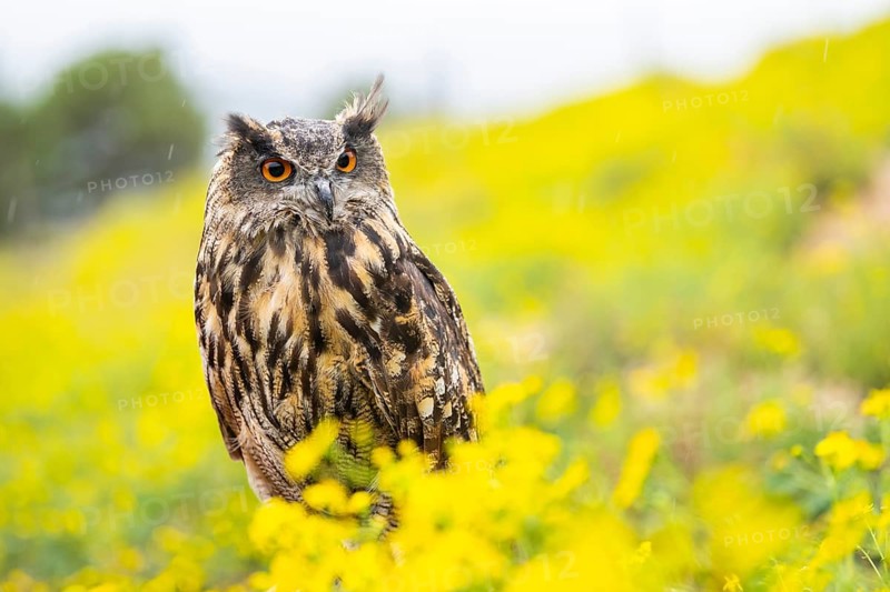 Eurasian eagle-owl (Bubo bubo), captive, sitting in midddle of a sea ??of ??yellow flowers, Pyrenees, Catalonia, Spain, Europe